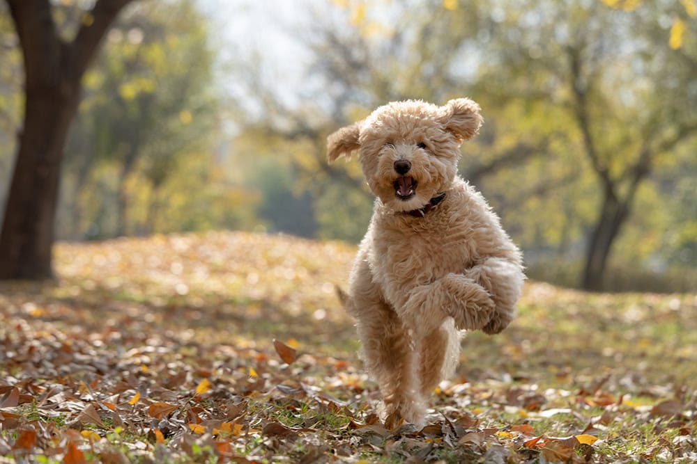When Do Goldendoodles Calm Down? Vet-Reviewed Breed Facts and FAQs