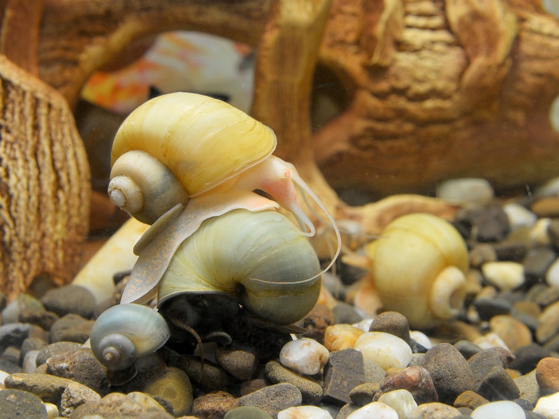 How to Breed Mystery Snails in 5 Easy Steps (Vet Reviewed)
