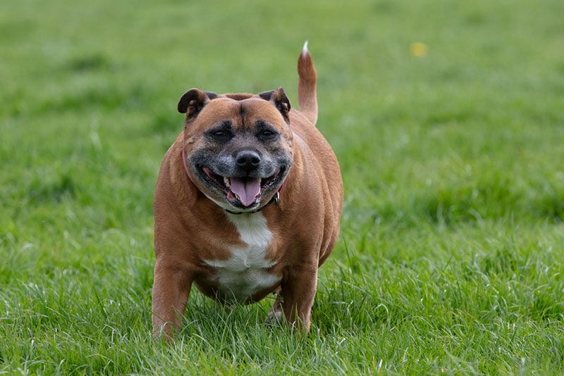 Why Is Dog Obesity Dangerous? 6 Important Reasons (Vet Answer)