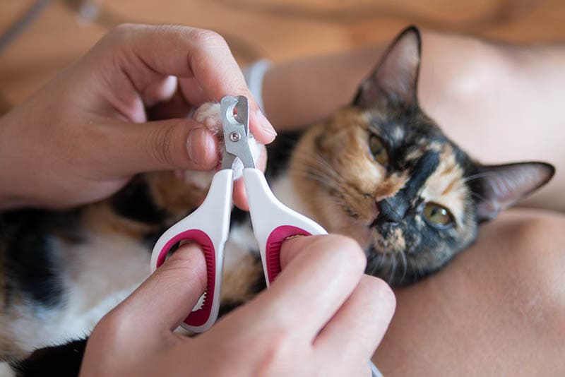 How to Use Cat Nail Clippers: 8 Vet-Approved Tips & Tricks