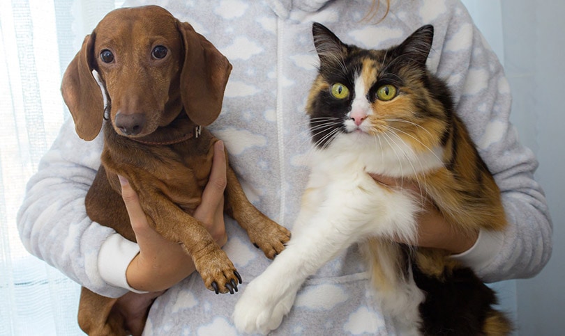 person holding cat and dog