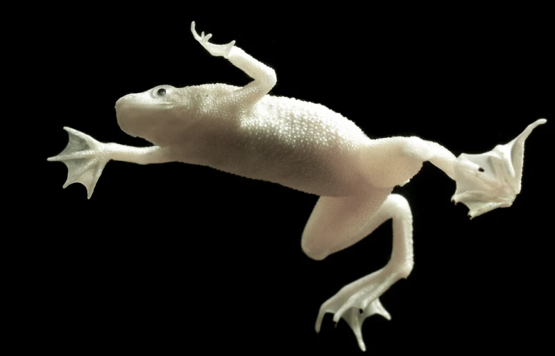How High Can Frogs Jump? Science-Based Facts & FAQ