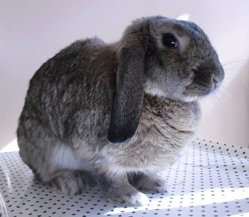 Plush Lop Rabbit: Pictures, Care Guide, Lifespan & Traits