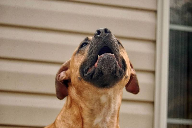 My Dog's Bottom Lip Is Quivering: 9 Vet-Verified Reasons