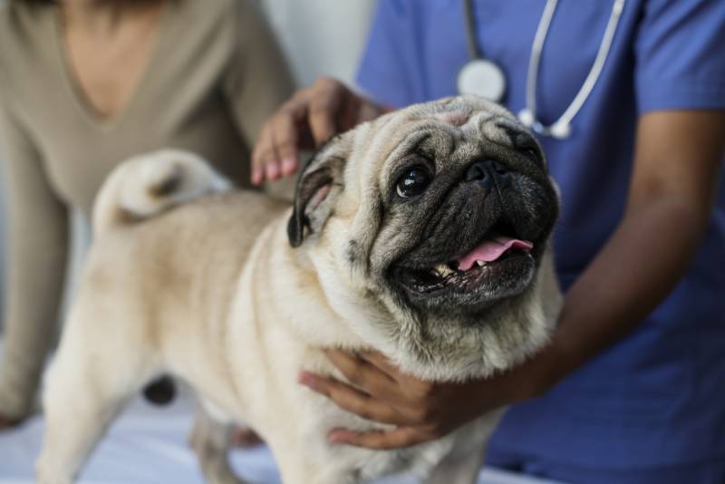 Can Dogs Have Down Syndrome? Vet-Reviewed Facts