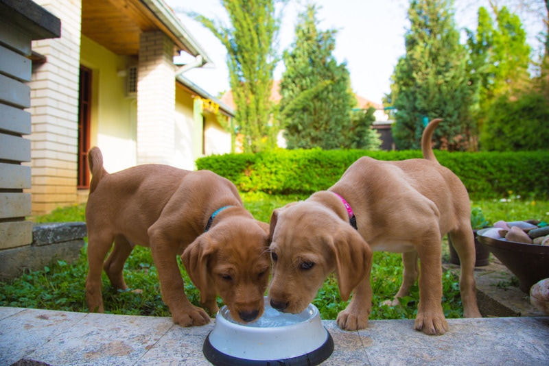 Why Does My Puppy Drink So Much Water? Reasons & Hydration Guide (Vet Answer)