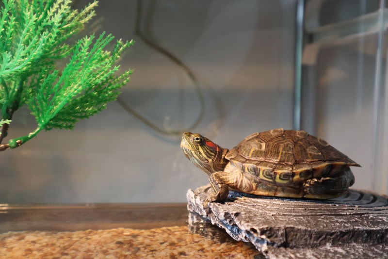 8 DIY Turtle Tanks You Can Build Today (With Pictures)