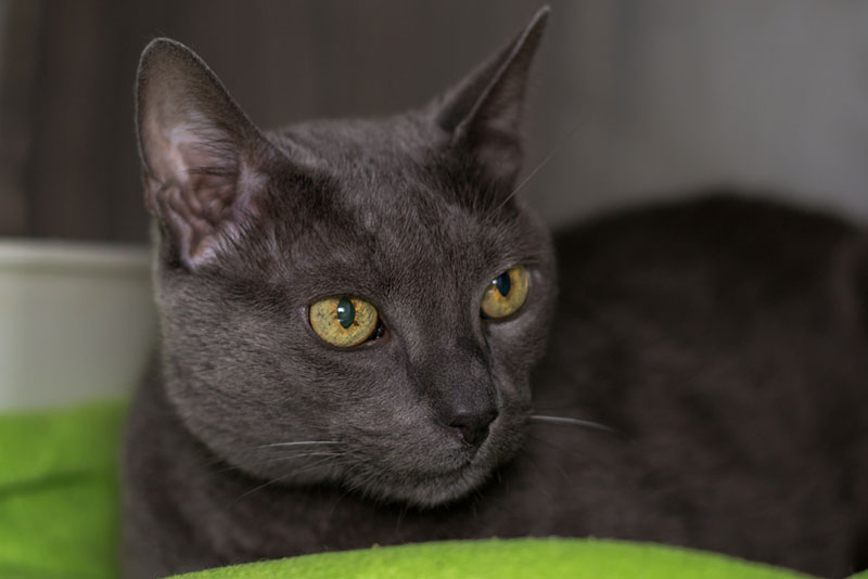 Iris Melanosis in Cats: Signs, Causes & Treatment (Vet Answer)