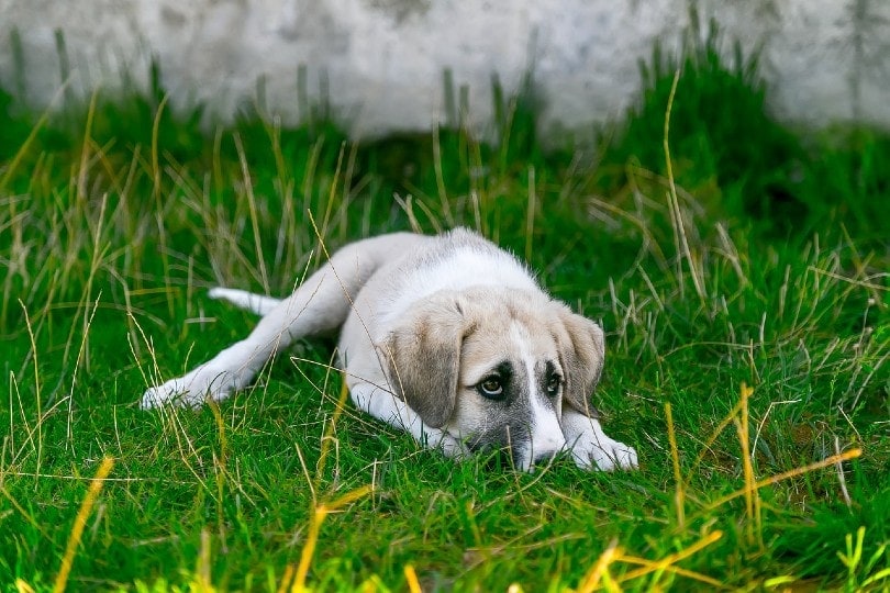 Why Do Dogs Tuck Their Tails? 5 Vet-Reviewed Reasons