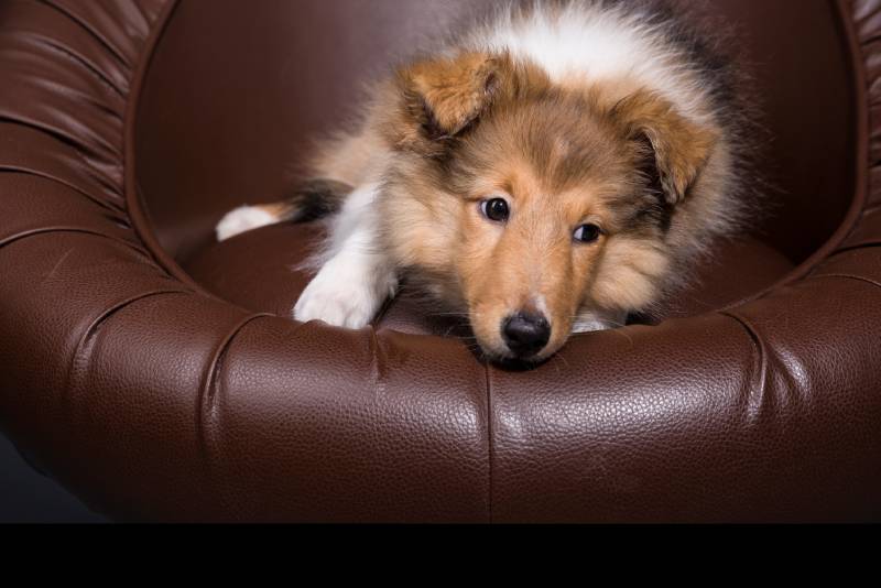 10 Signs of Separation Anxiety in Dogs: Vet-Reviewed Facts and FAQ