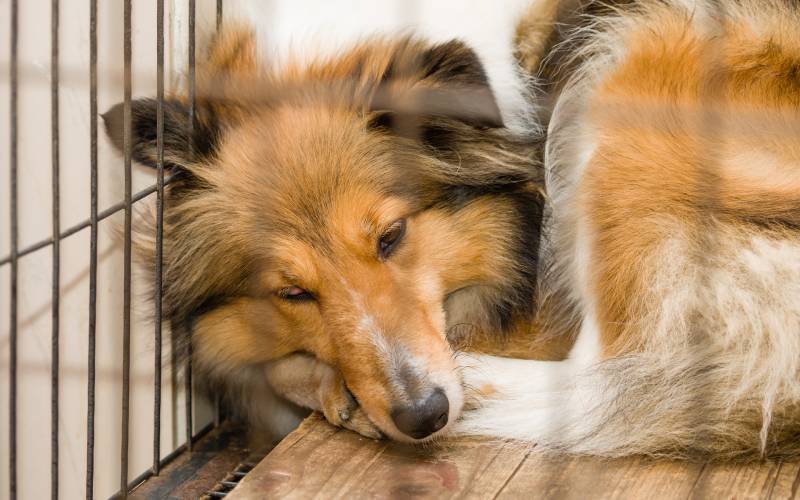 Hormone Imbalance in Dogs: Signs, Causes & Treatment (Vet Answer)