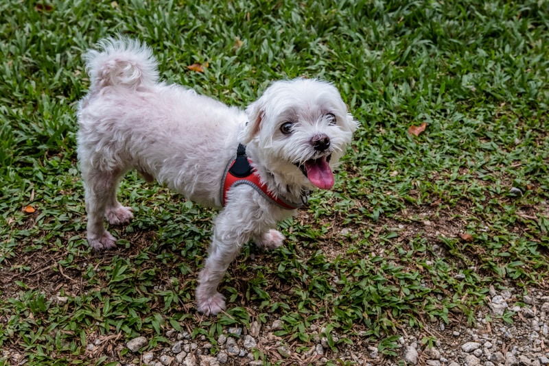 Hiking With Small Dogs: 12 Essential Tips