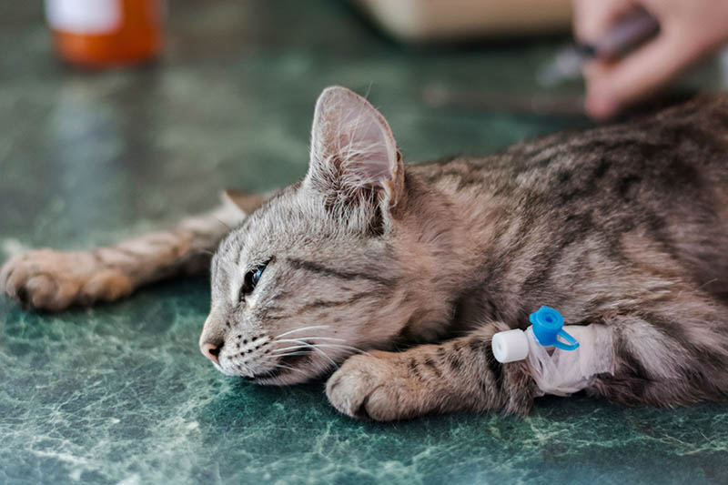 FIV in Cats: Signs, Causes & Care (Vet Answer)