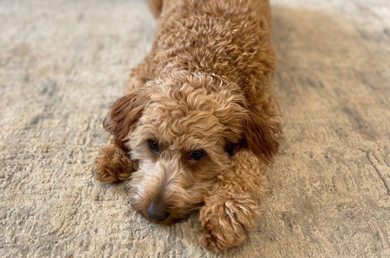 Why Do Dogs Scratch the Carpet? 5 Vet-Verified Possible Reasons