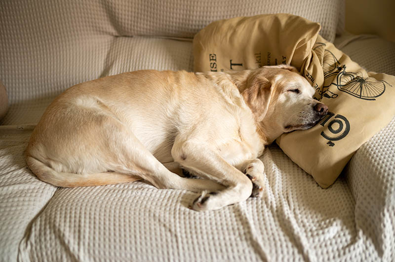 Neuropathy in Dogs: Common Signs to Look Out For (Vet Answer)