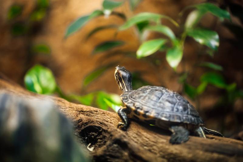 How Long Can You Leave a Turtle Home Alone? Vet-Approved Care Facts