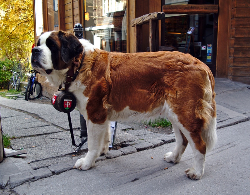 st. bernard dog standing outdoor