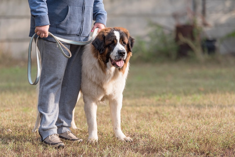 st. bernard dog walking with his owner