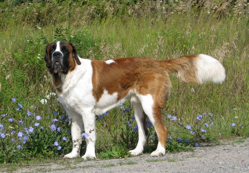 st. bernard dog