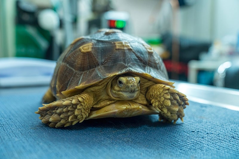 Sulcata Tortoise Lifespan: Vet-Reviewed Lifespan & Care Information