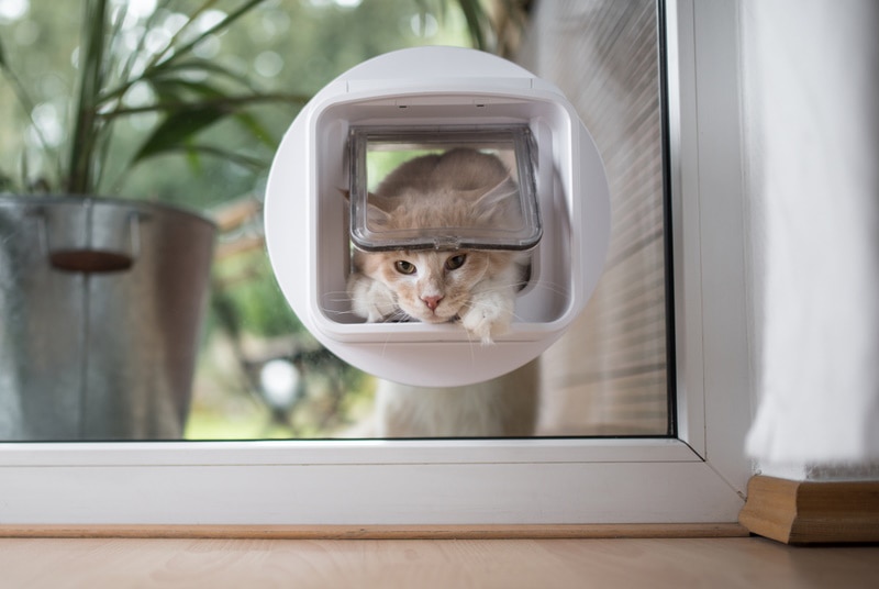 5 DIY Cat Doors for Windows You Can Make Today (With Pictures)