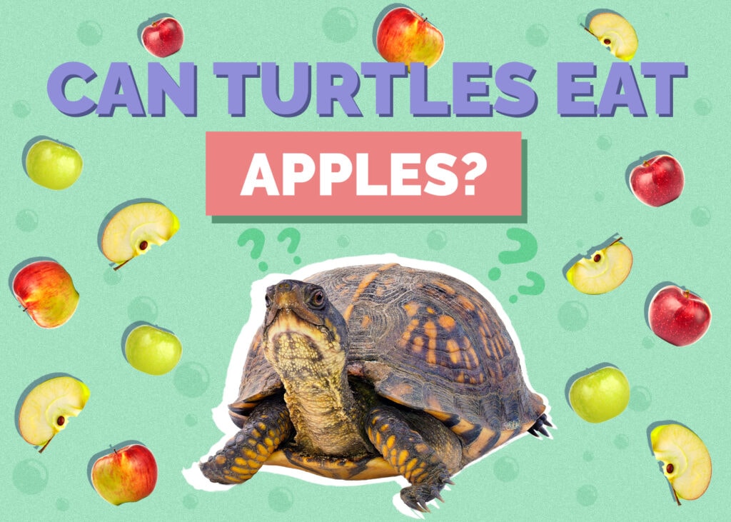 Can Turtles Eat Apples? Vet-Approved Nutritional Science & Info