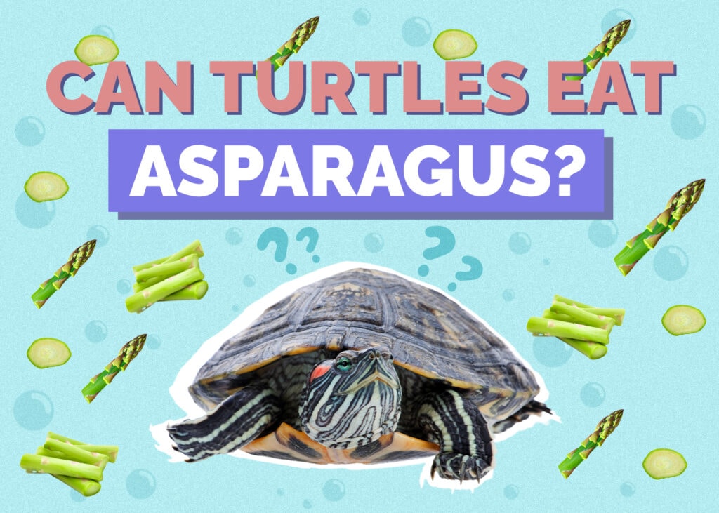 Can Turtles Eat Asparagus? Vet Approved Nutrition Facts & FAQ