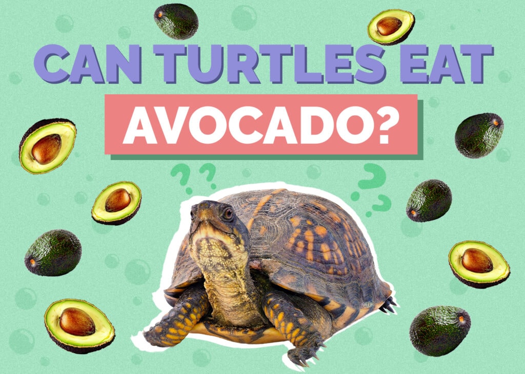 Can Turtles Eat Avocado? Our Vet Answers