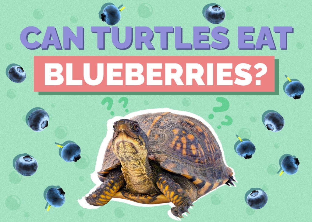 Can Turtles Eat Blueberries? Our Vet Answers