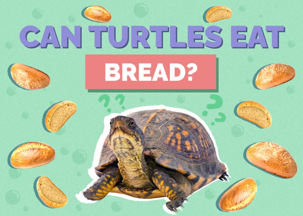 Can Turtles Eat Bread? Vet-Reviewed Nutrition Facts & Safety Guide