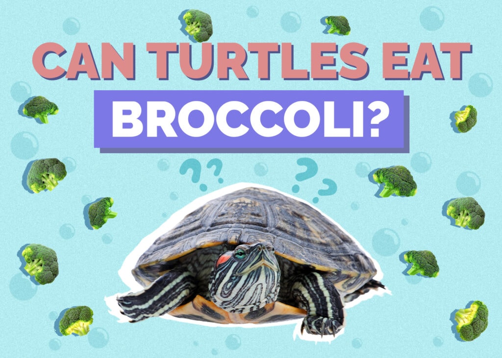 Can Turtles Eat Broccoli? Vet-Reviewed Facts & FAQ