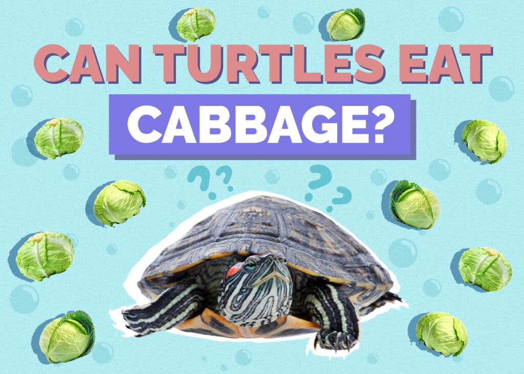 Can Turtles Eat Cabbage? Vet-Reviewed Facts & FAQ