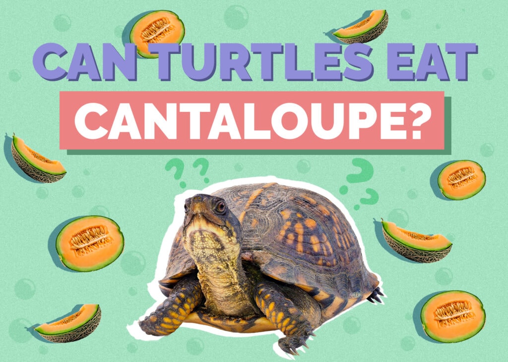 Can Turtles Eat Cantaloupe? Vet-Approved Nutritional Facts & FAQ
