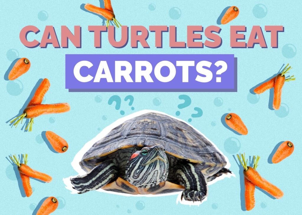 Can Turtles Eat Carrots? Our Vet Answers & Explains