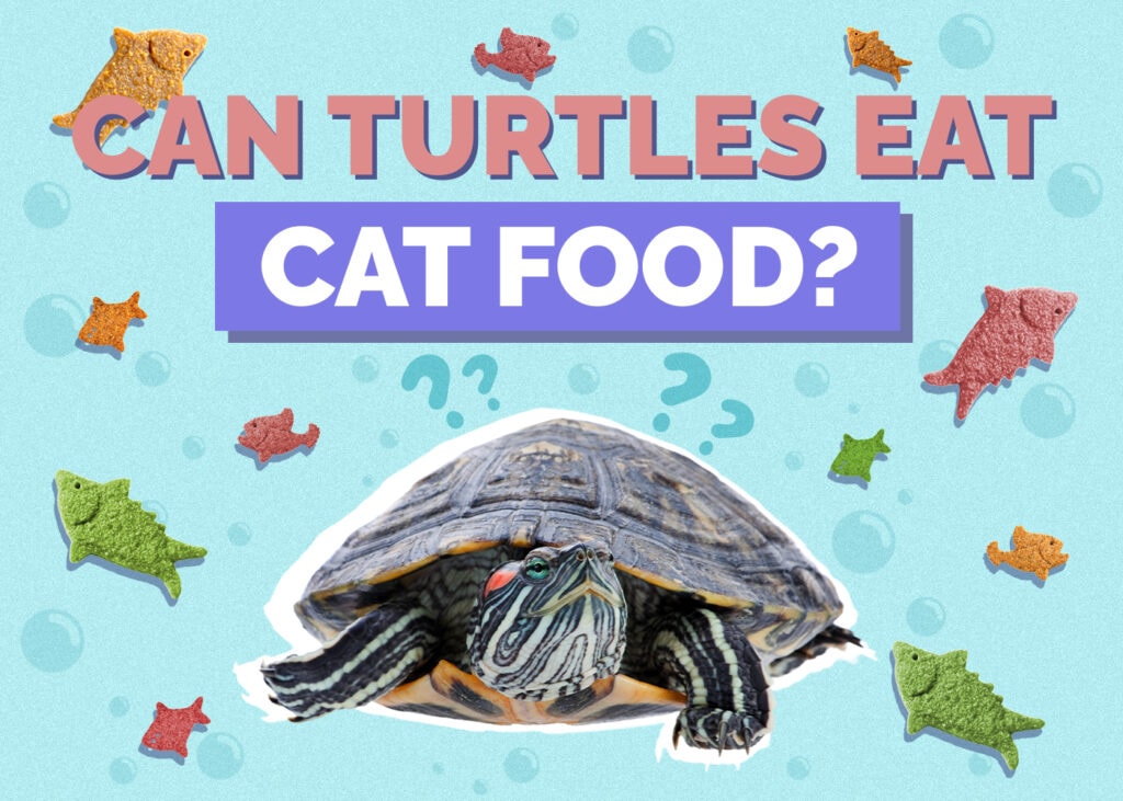 Can Turtles Eat Cat Food? Vet-Reviewed Nutritional Science & Advice