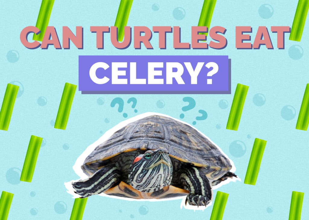 Can Turtles Eat Celery? Vet-Reviewed Nutritional Facts & FAQ