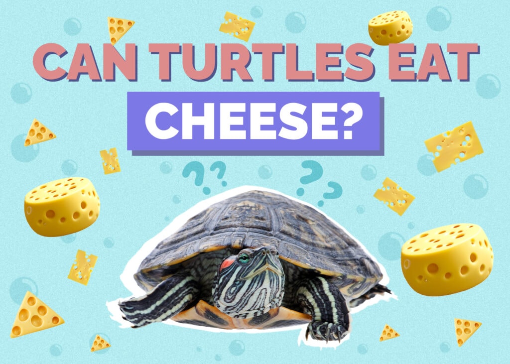 Can Turtles Eat Cheese? Vet Approved Nutrition Facts & FAQ