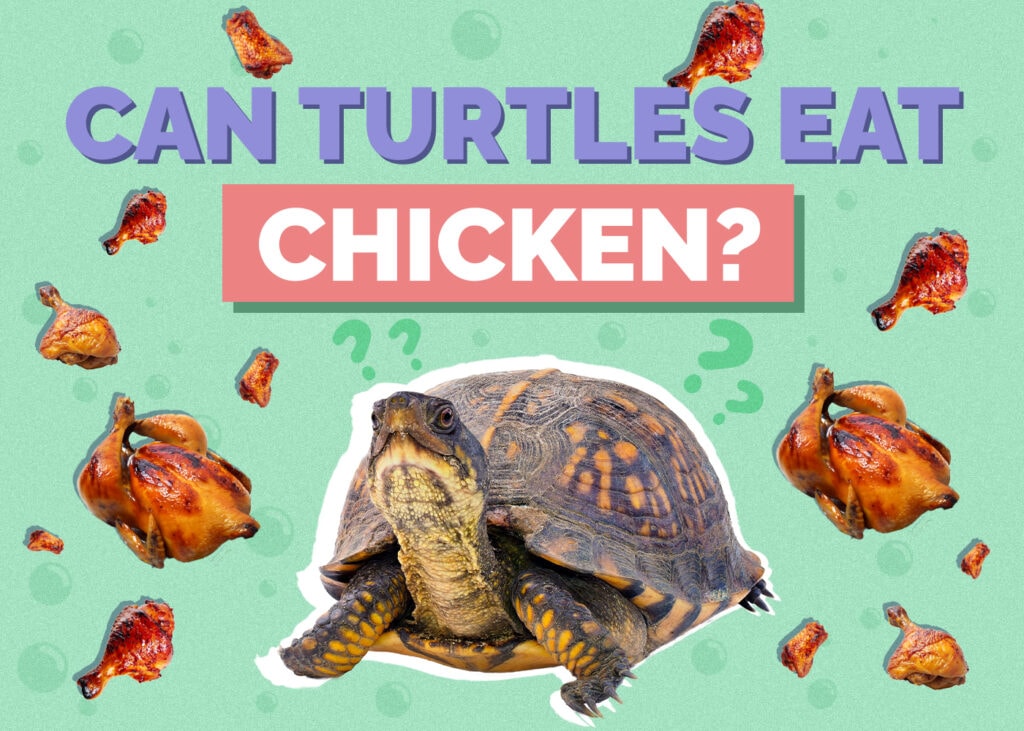 Can Turtles Eat Chicken? Nutrition Facts & FAQ (Vet Answer)