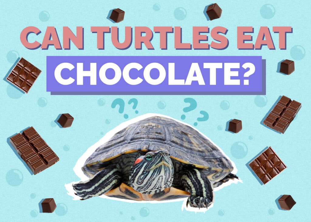 Can Turtles Eat Chocolate? Vet-Reviewed Facts & Safety Guide
