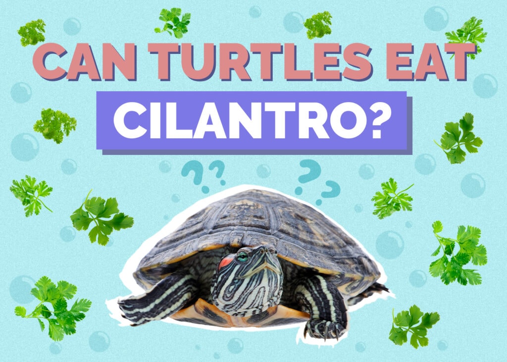 Can Turtles Eat Cilantro? Nutrition Facts & FAQ