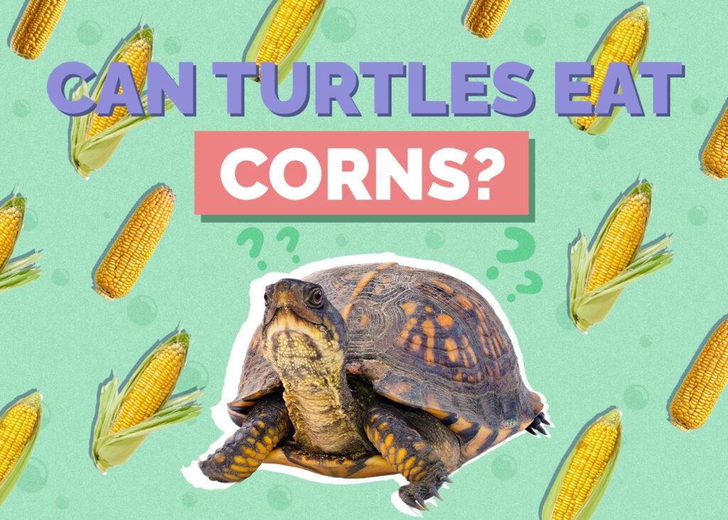 Can Turtles Eat Corn? Vet-Reviewed Nutrition Facts & FAQ