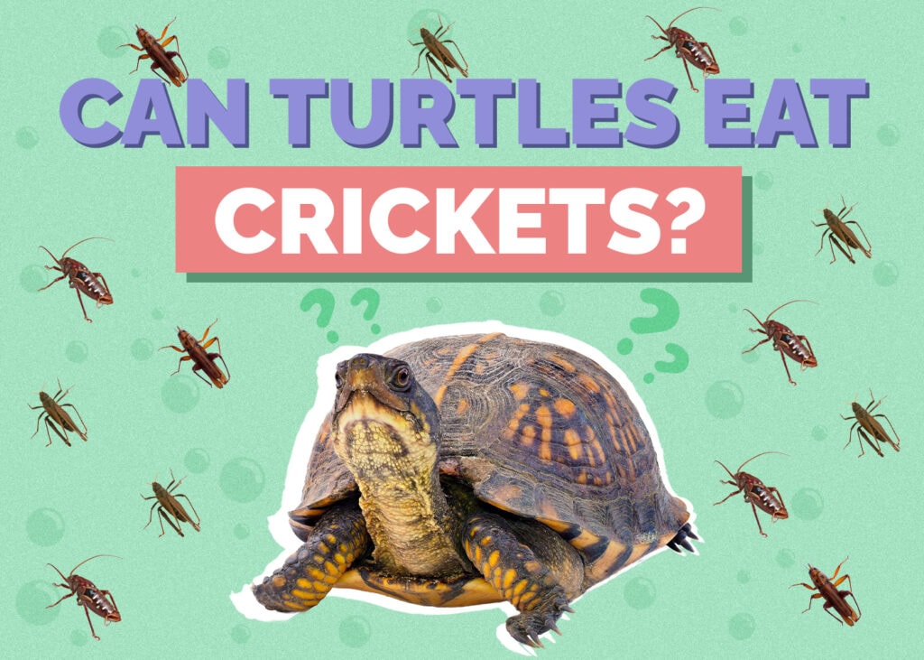 Can Turtles Eat Crickets? Vet-Approved Nutrition Facts & FAQ