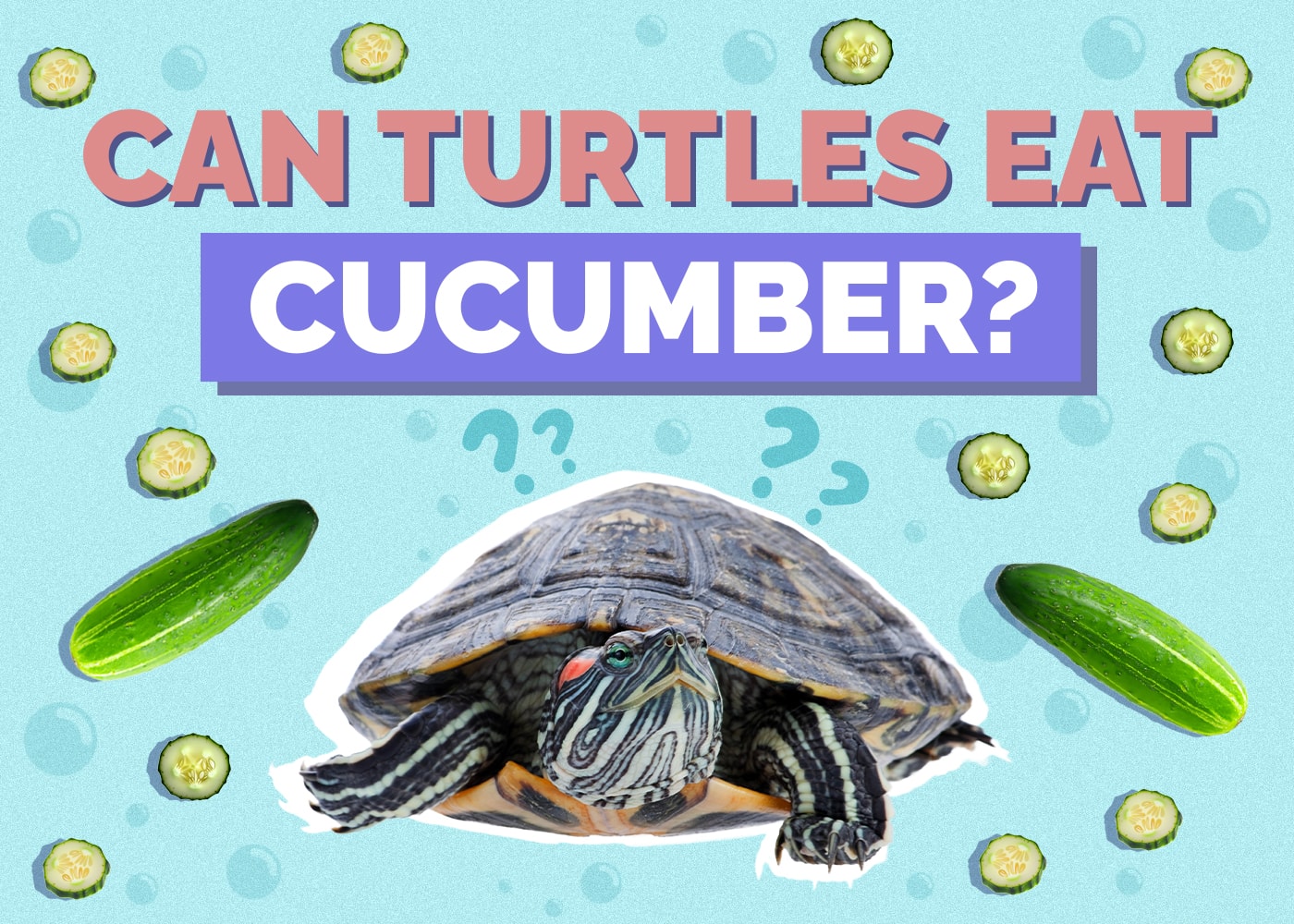 Can Turtles Eat Cucumbers? Vet-Reviewed Nutrition Facts & FAQ
