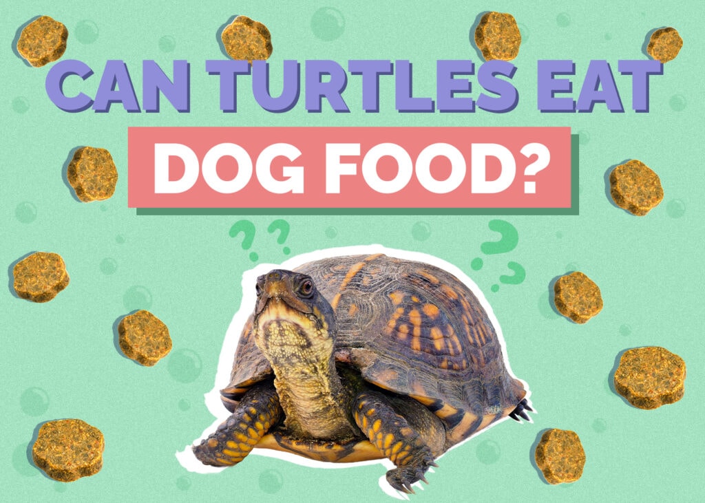 Can Turtles Eat Dog Food? Vet Approved Facts & Safety Guide