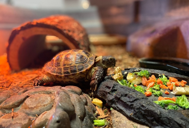 How Much & How Often to Feed Turtles: Vet-Reviewed Guide