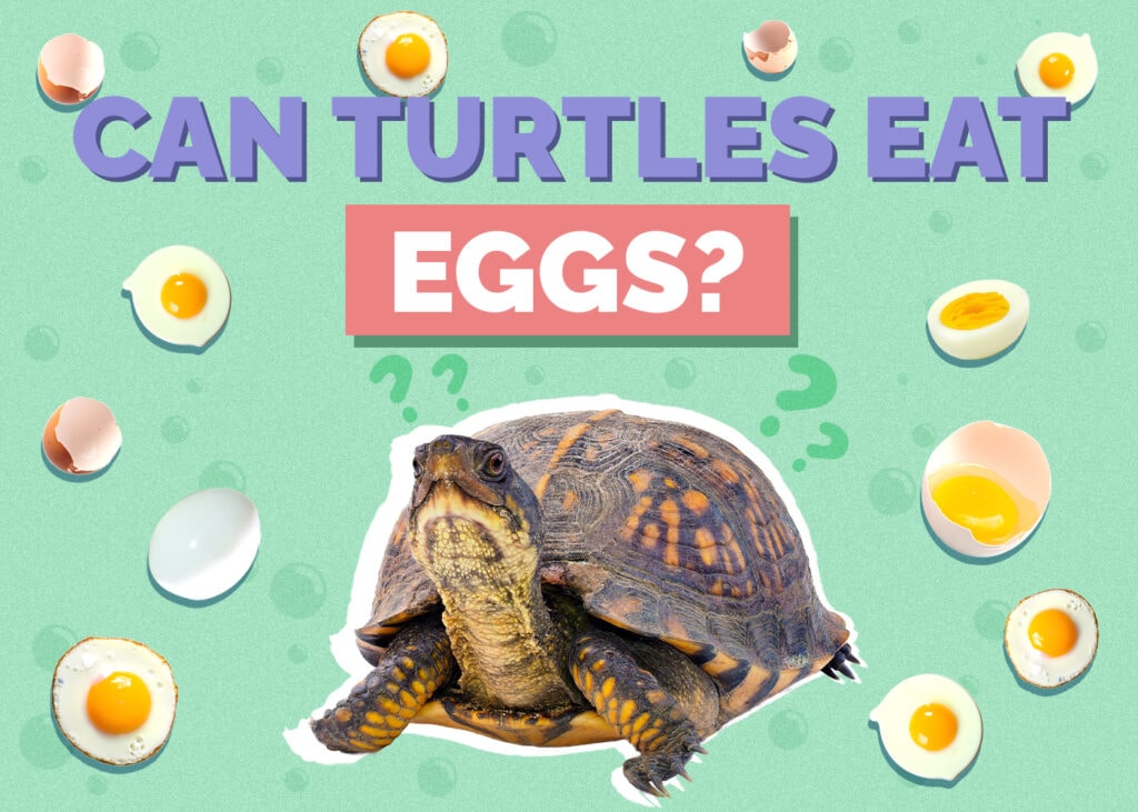 Can Turtles Eat Eggs? Vet-Reviewed Nutrition Facts & FAQ