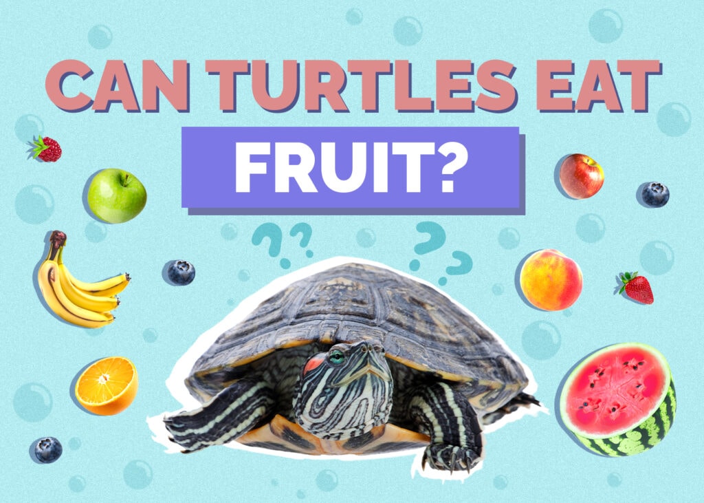 Can Turtles Eat Fruit? 12 Vet-Reviewed Nutritious Options