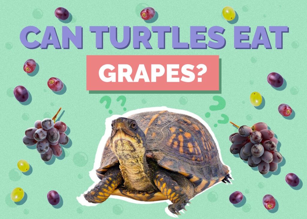 Can Turtles Eat Grapes? Our Vet Answers