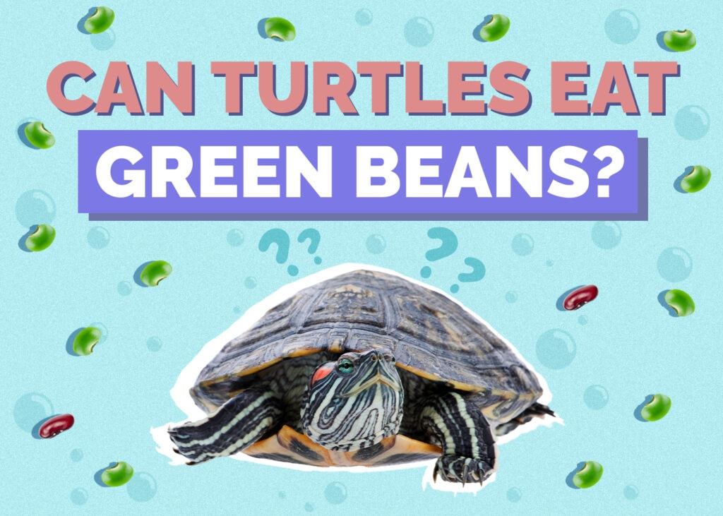 Can Turtles Eat Green Beans? Vet-Reviewed Nutrition Facts & FAQ