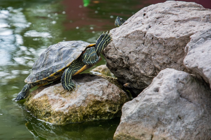 Do Turtles Like to Be Pet or Held? Vet-Approved Facts & Tips